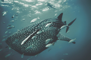 国羽新星崛起！揭秘羽毛球赛场上的黑马潜力股